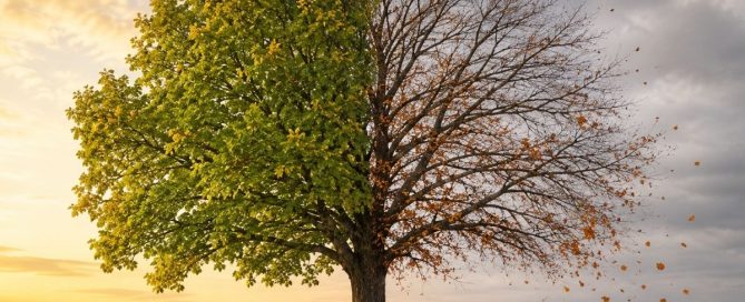 Tree with healthy leaves on one side and thinning branches on the other, representing how addiction gradually affects multiple areas of a person's life.