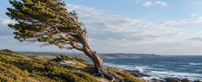 A windswept coastal tree growing away from the ocean, symbolizing how people-pleasing patterns can develop as adaptations to our environment.