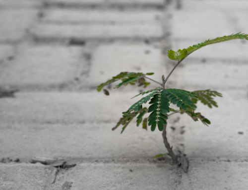 I’m Sober… Now What? (How to Rebuild Your Life)