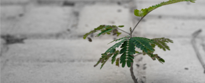 Small green plant growing through cracked concrete symbolizing rebuilding life after addiction recovery